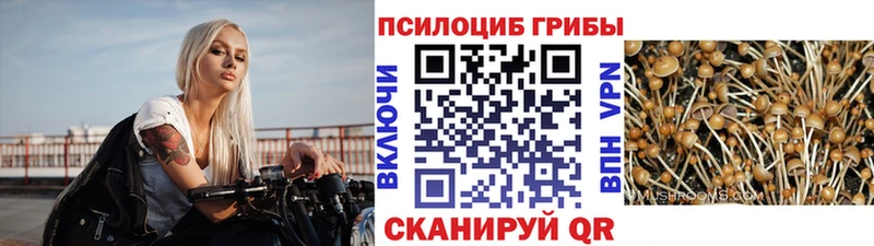 даркнет состав Ногинск Псилоцибиновые грибы Magic Shrooms